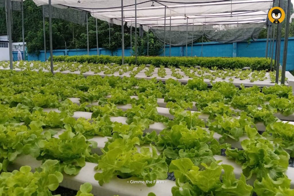 Gimme the Farm